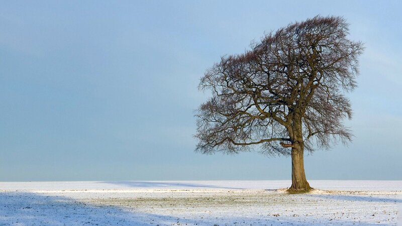 Solitary Tree in Snow — White, Serene, Winter, Photograph, Sky, Field