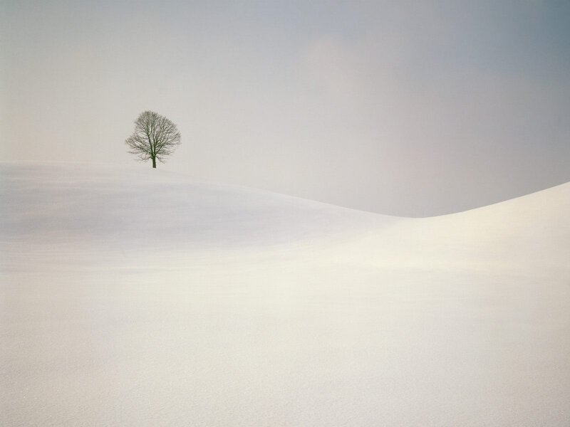 Solitary Tree in Snow — White, Serene, Winter