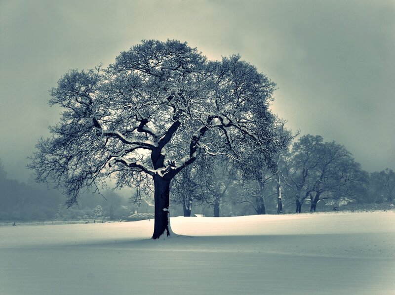 Solitary Tree in Snow — White, Somber