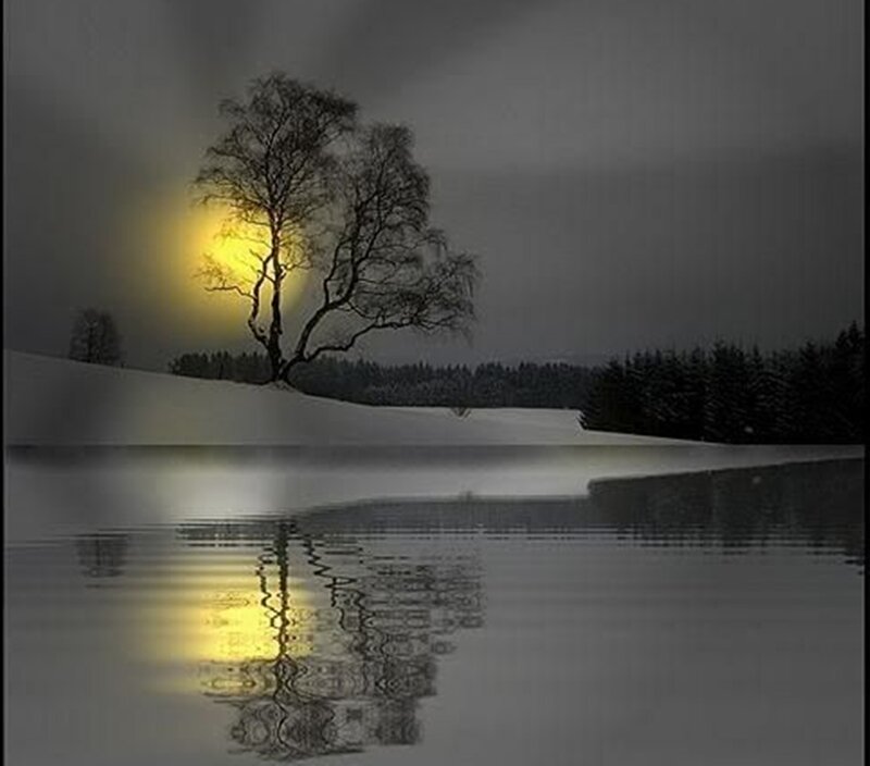 Solitary Tree in Snow — Yellow, Serene, Night