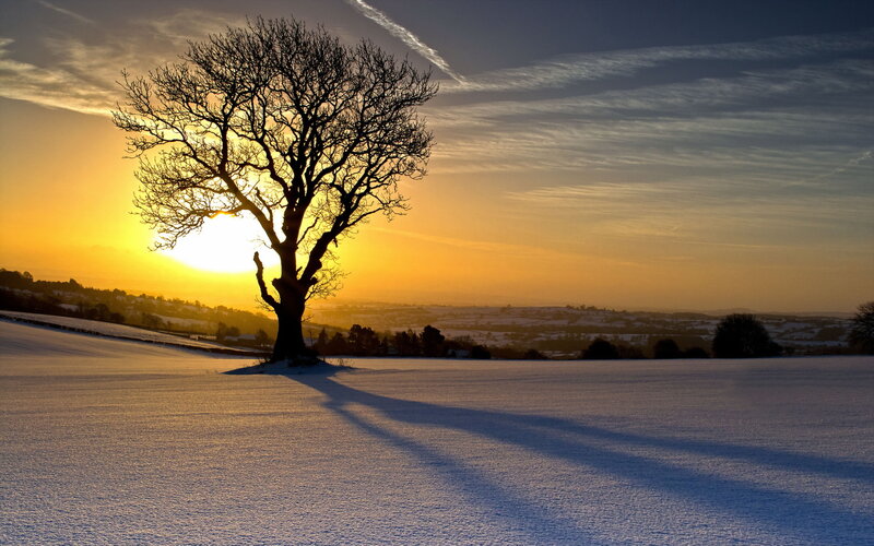 Solitary Tree in Snow — Yellow, Serene, Sunset