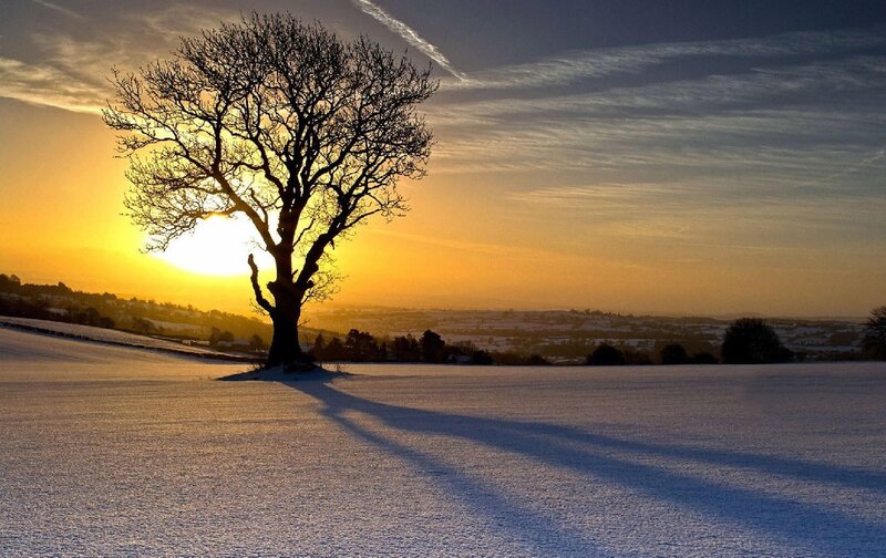 Solitary Tree in Snow — Yellow, Serene