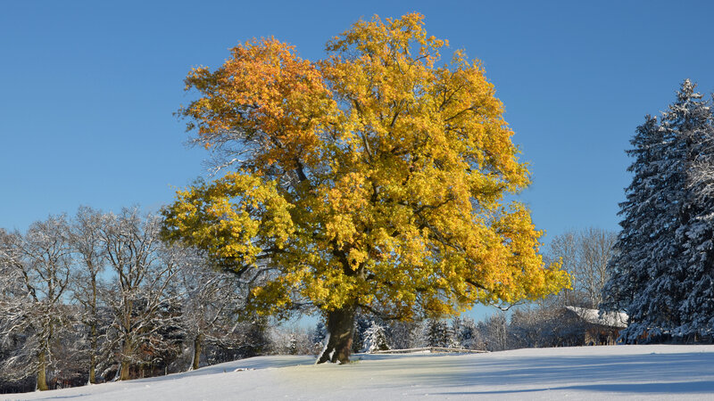 Solitary Tree in Snow — Yellow, Serene, Winter