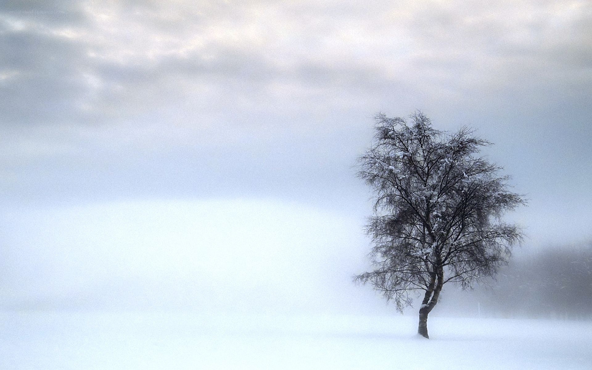 solitary tree in snowstorm