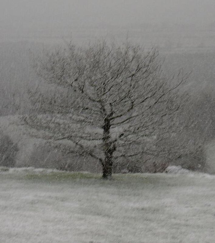 solitary tree in snowstorm