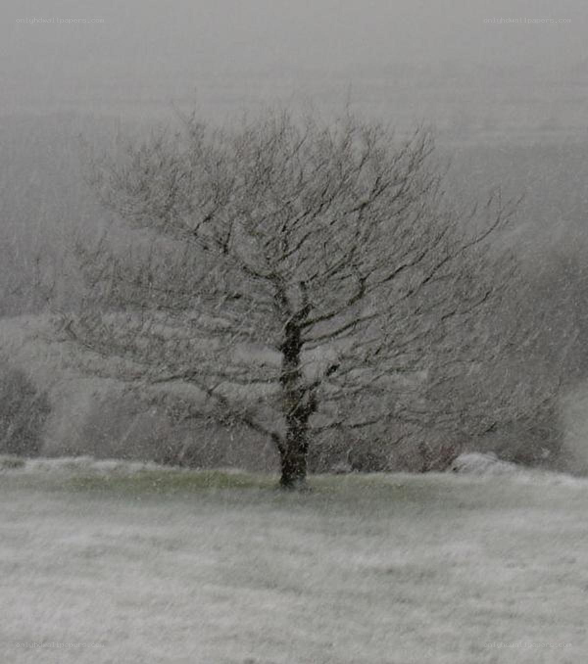 solitary tree in snowstorm