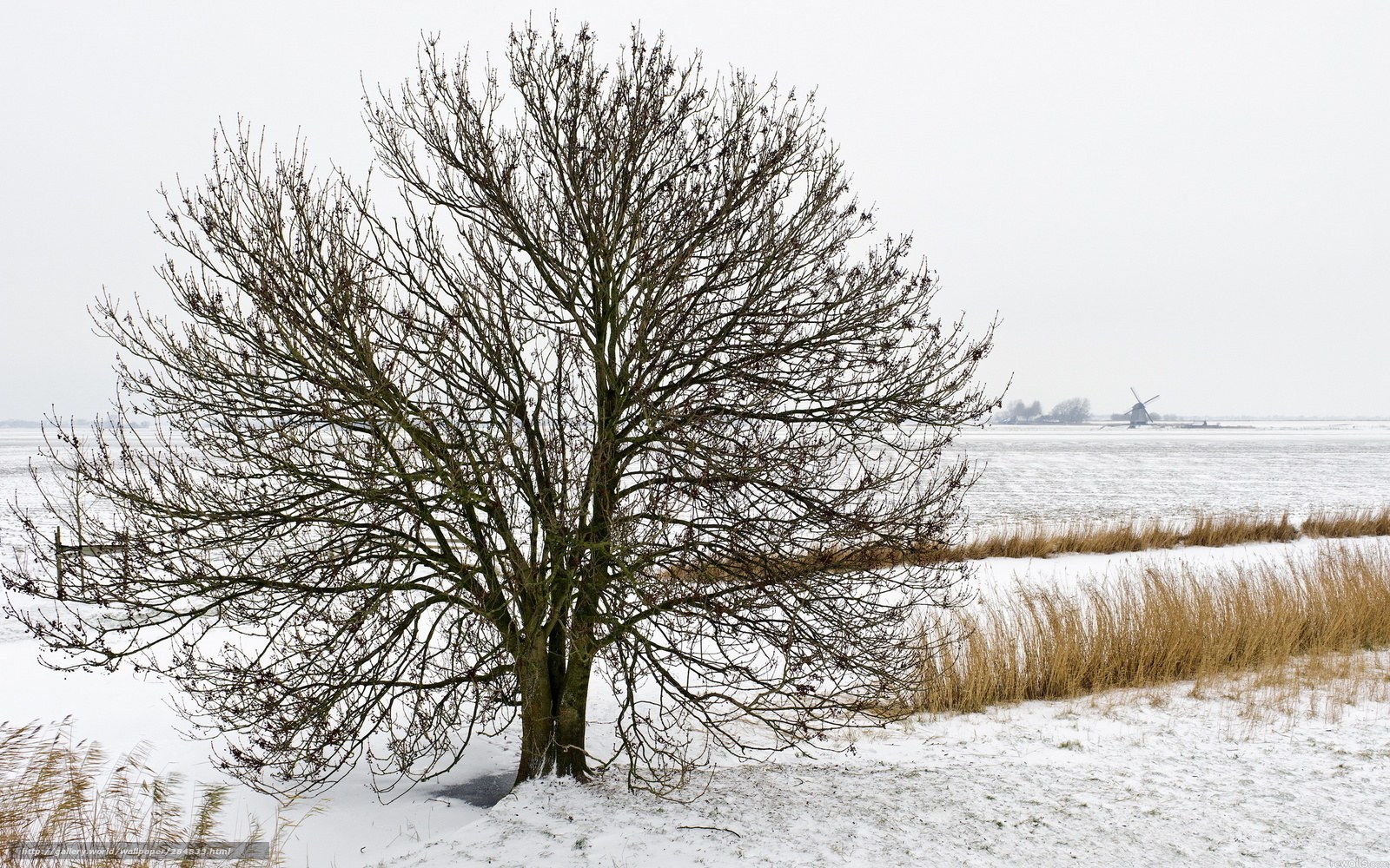 Solitary tree in snowy field