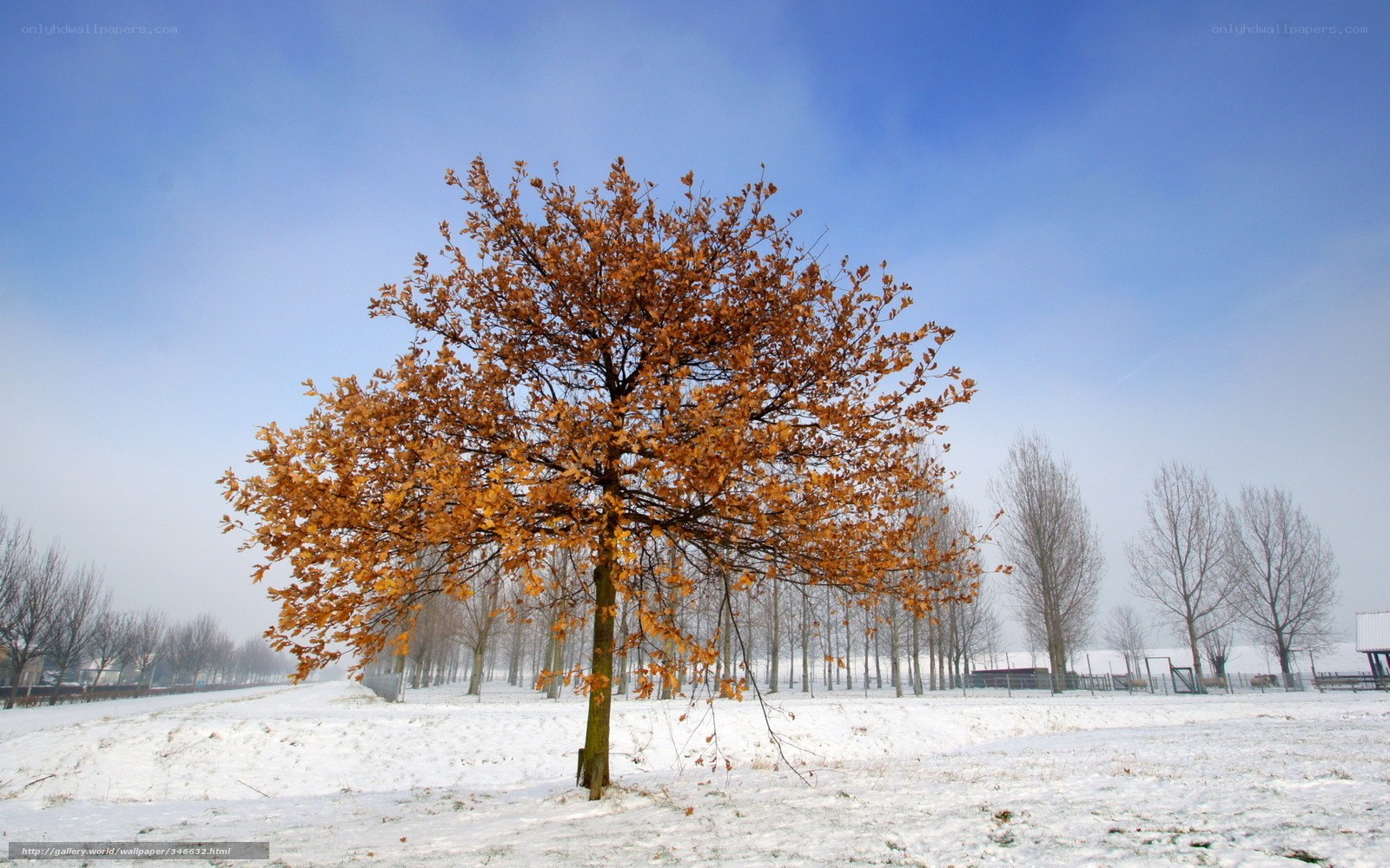 solitary tree in snowy field