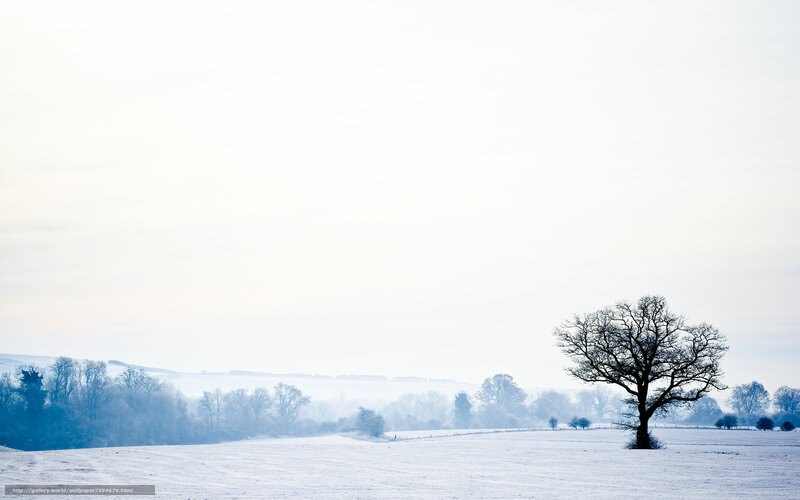 solitary tree in snowy field