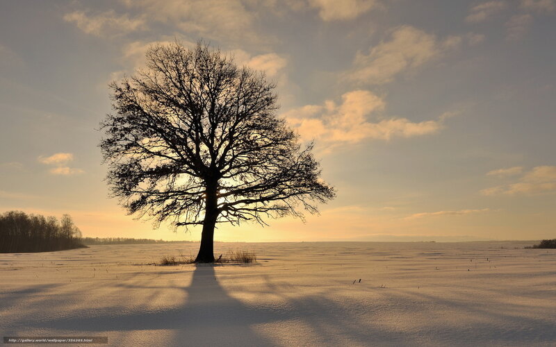 Solitary tree in snowy field