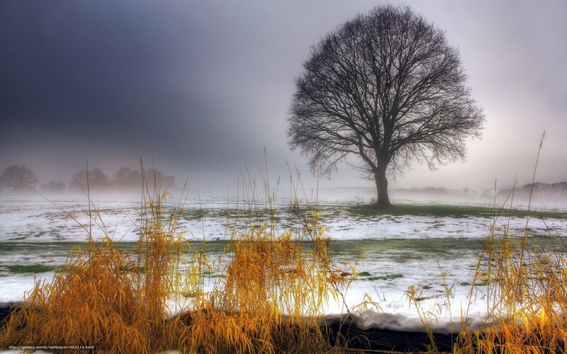 solitary tree in snowy field