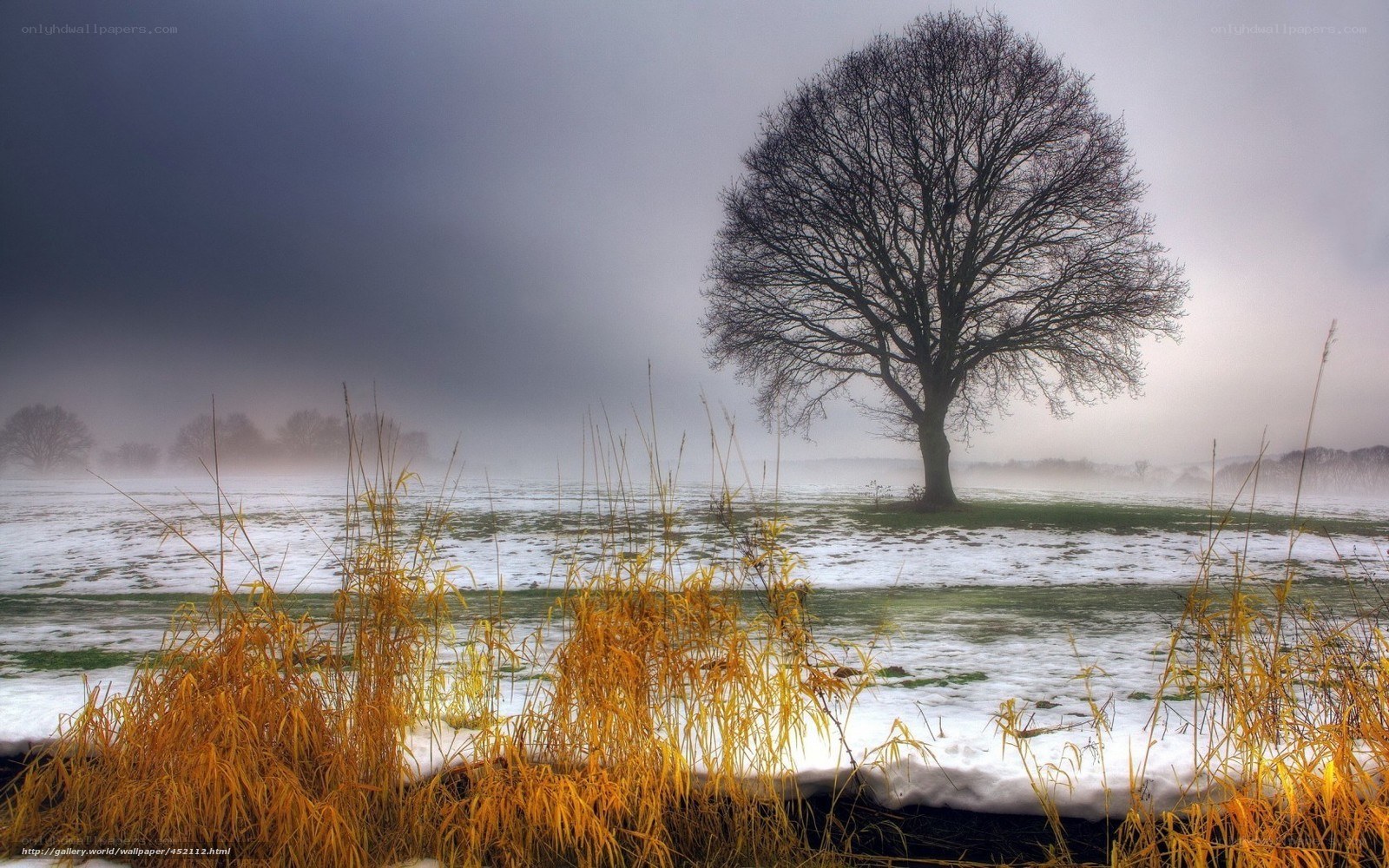 solitary tree in snowy field
