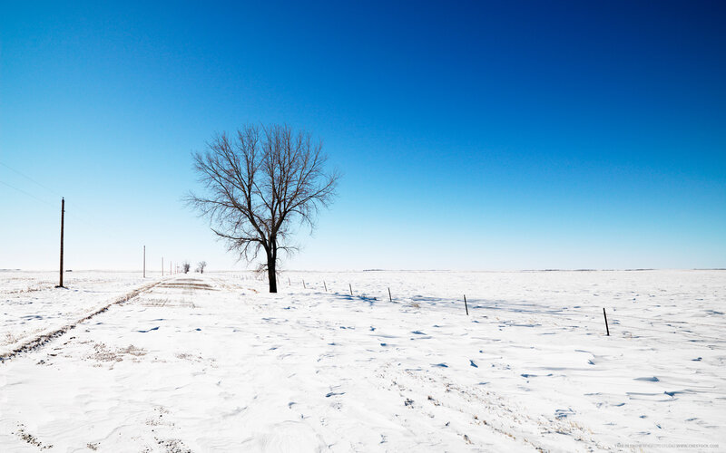 solitary tree in snowy field