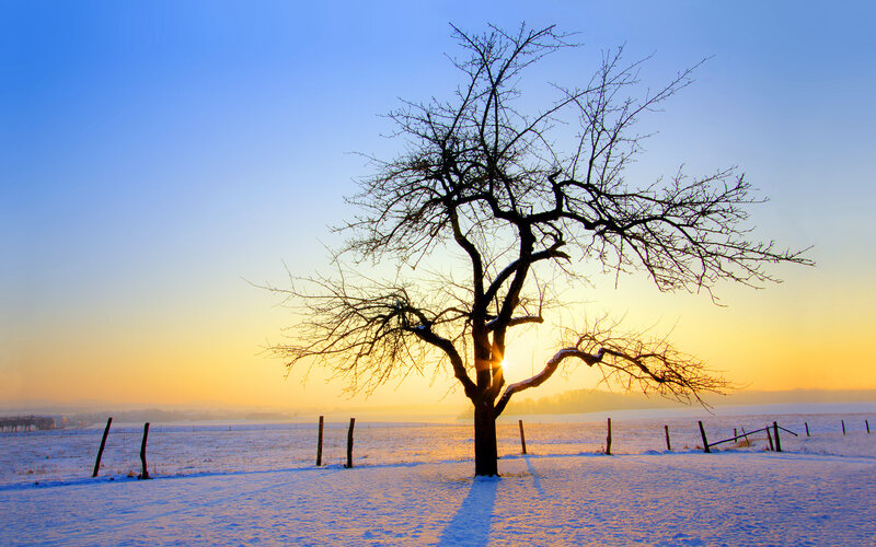 Solitary tree in snowy field