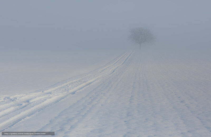 solitary tree in snowy field