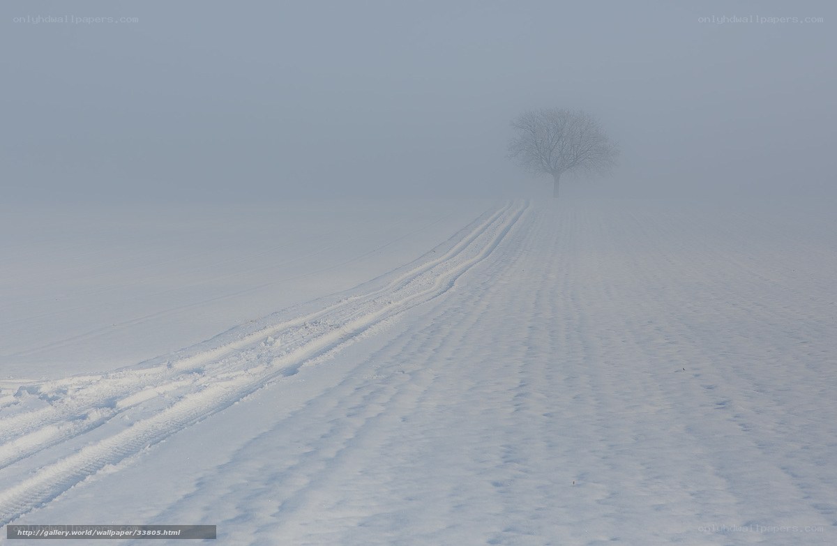 solitary tree in snowy field
