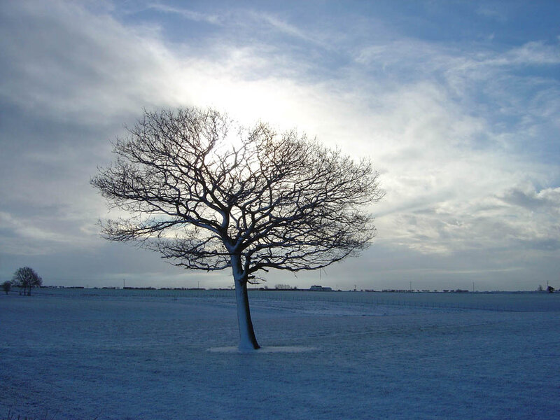 solitary tree in snowy field