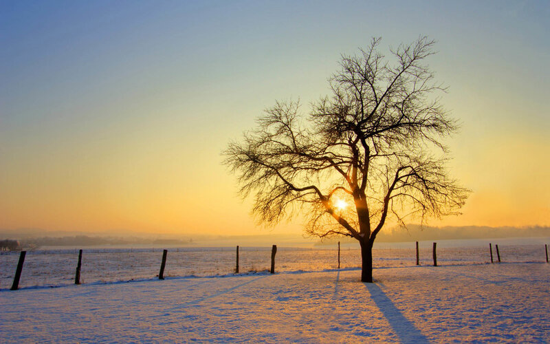 Solitary tree in snowy field