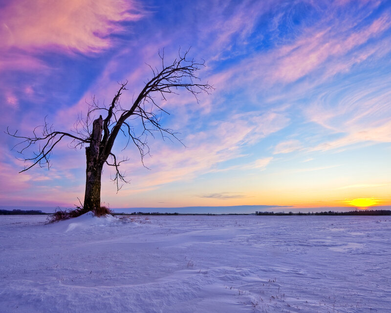 Solitary tree in snowy field