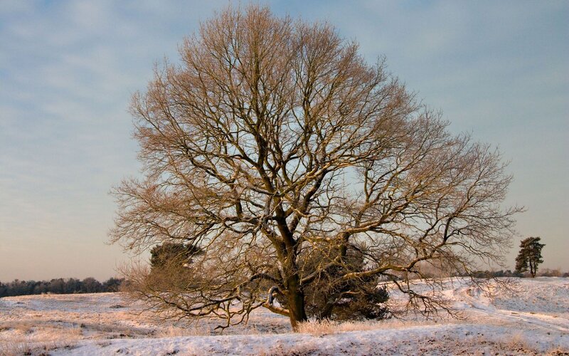 solitary tree in snowy field