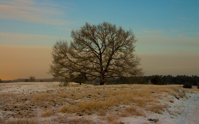 solitary tree in snowy field
