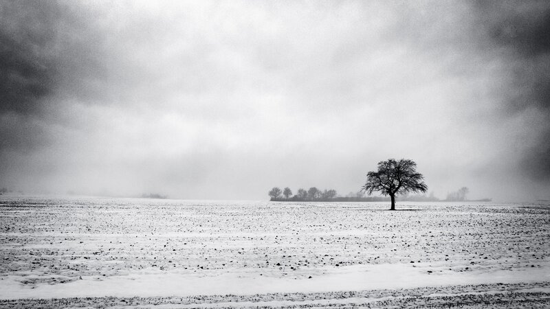solitary tree in snowy field