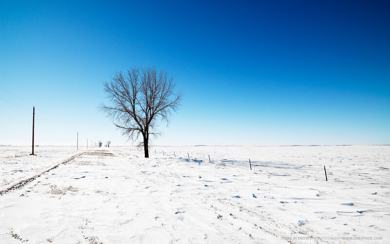 solitary tree in snowy field