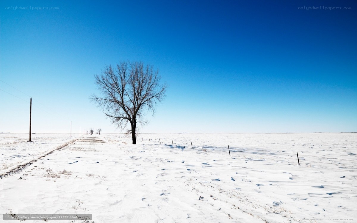 solitary tree in snowy field