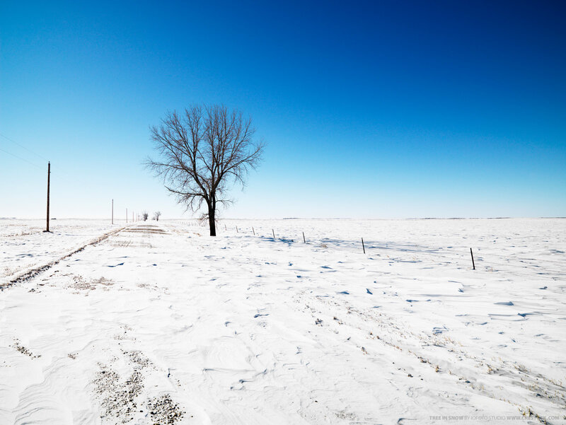 solitary tree in snowy field