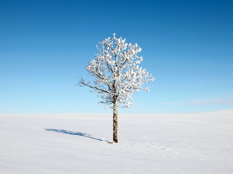 solitary tree in snowy field