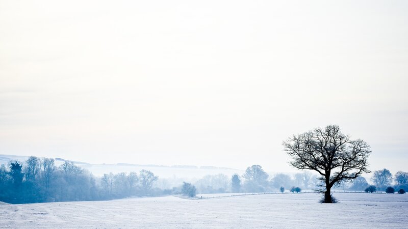 solitary tree in snowy field