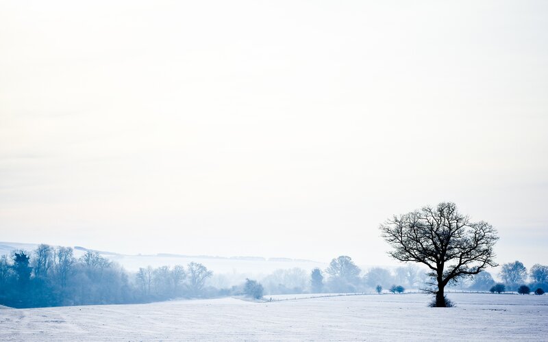 solitary tree in snowy field