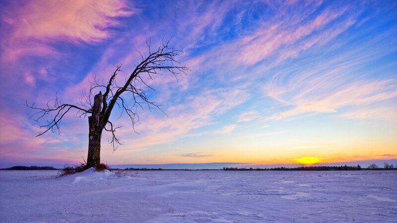 Solitary tree in snowy field