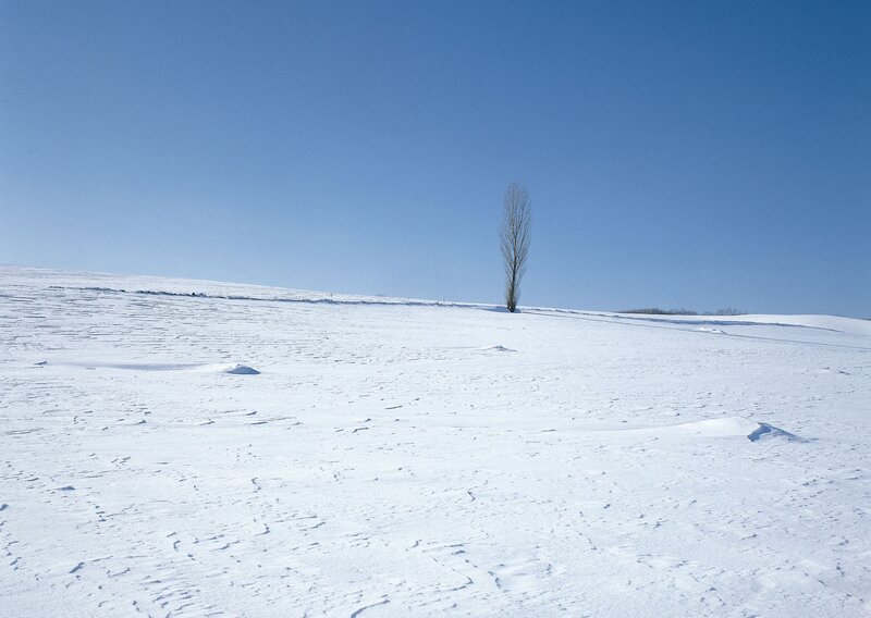 solitary tree in snowy field