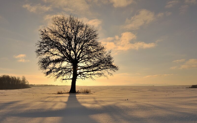 solitary tree in snowy field