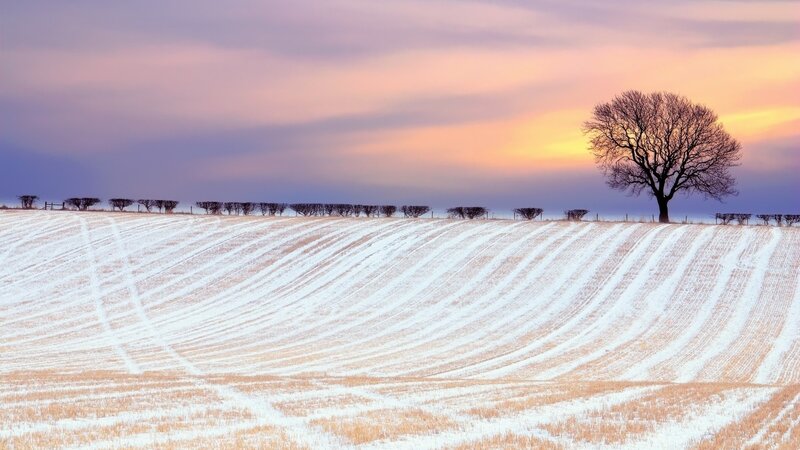 Solitary tree in snowy field