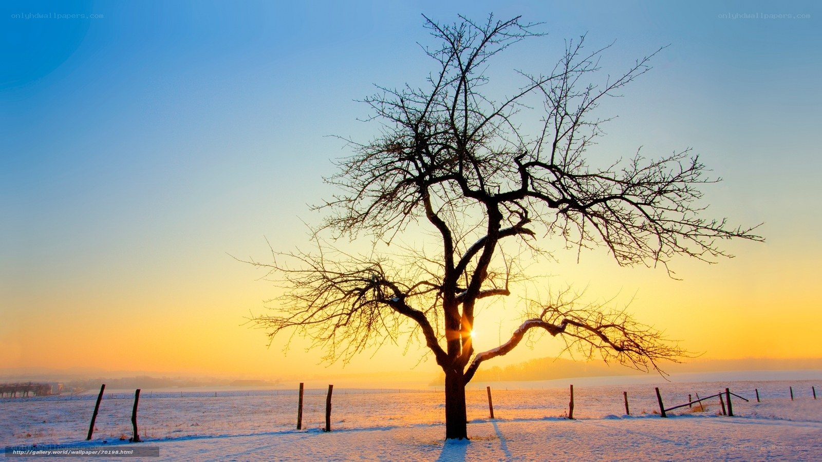 Solitary tree in snowy field