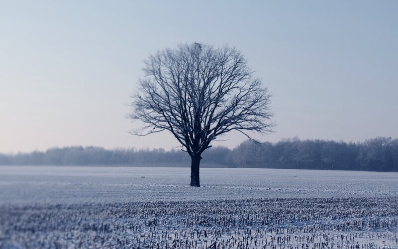 solitary tree in snowy field