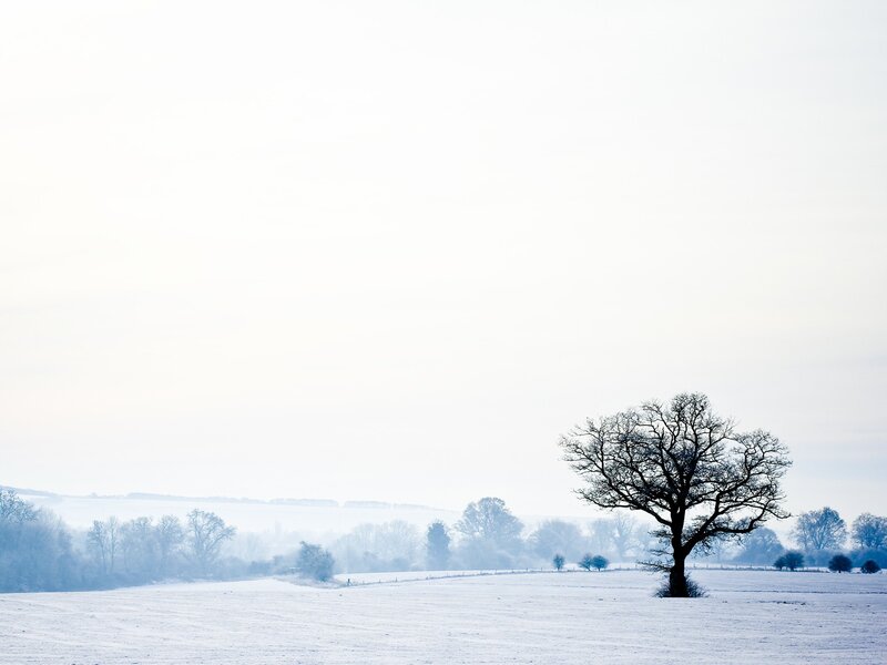 solitary tree in snowy field