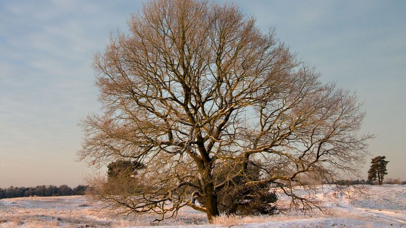 solitary tree in snowy field