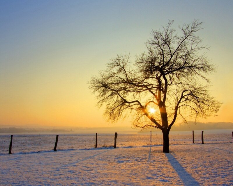 Solitary tree in snowy field