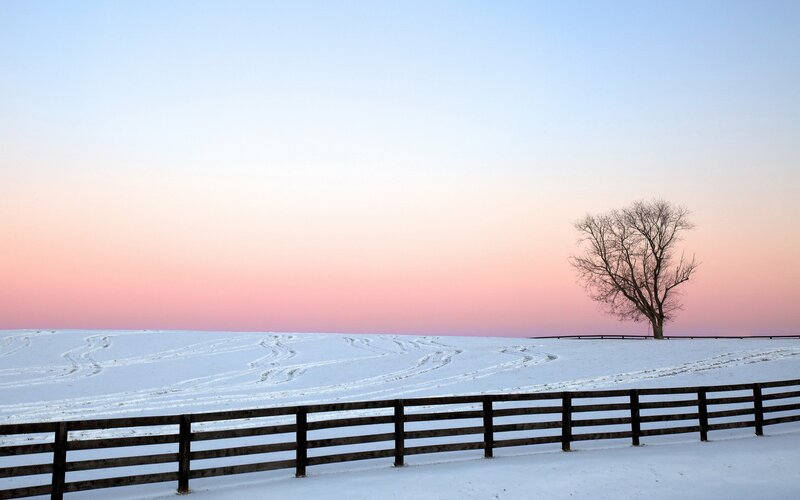 Solitary tree in snowy field