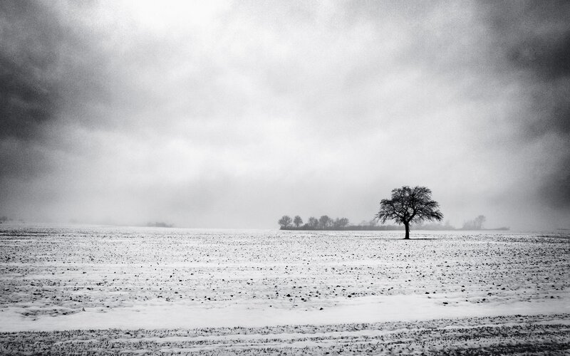 solitary tree in snowy field