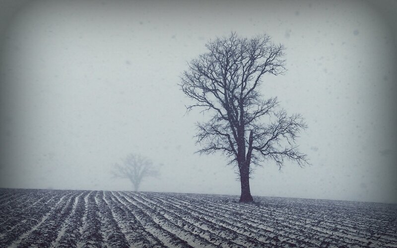 Solitary tree in snowy field