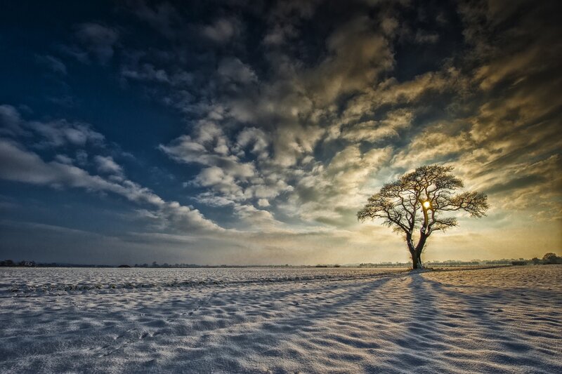Solitary tree in snowy field