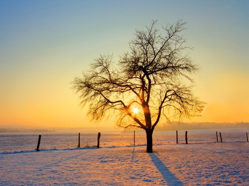 solitary tree in snowy field
