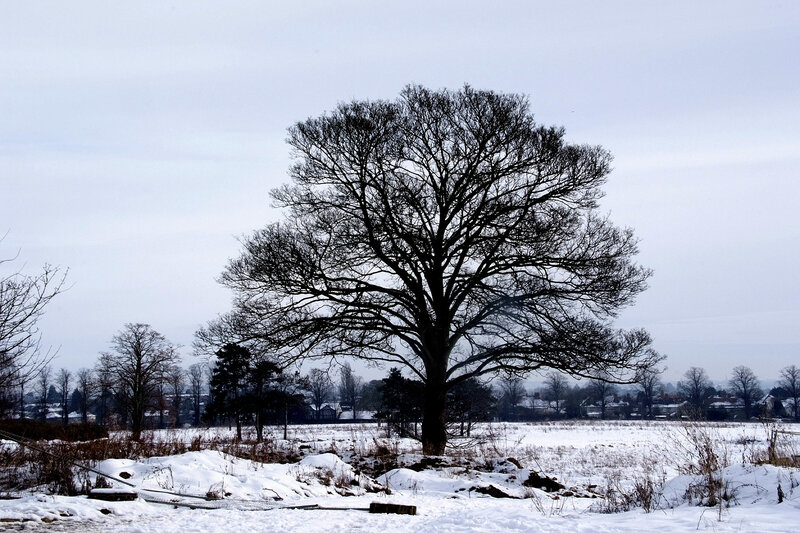 solitary tree in snowy field
