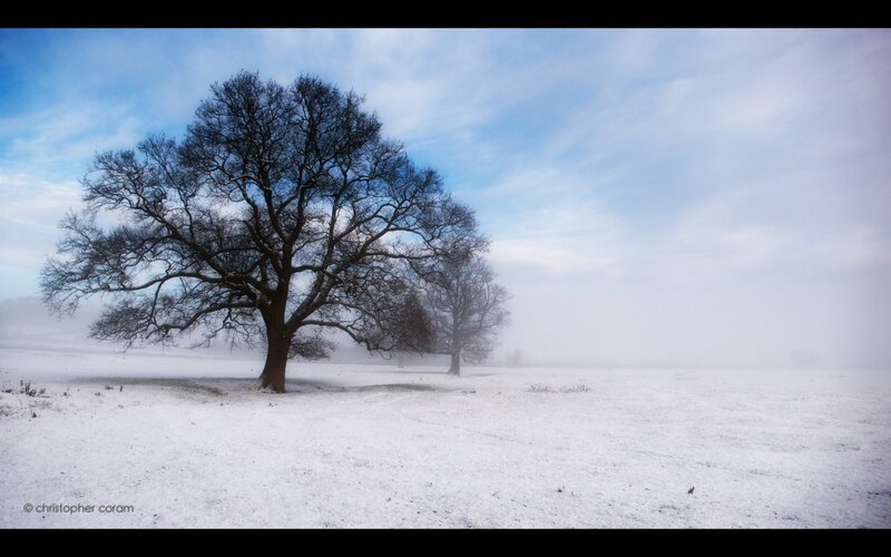 solitary tree in snowy field