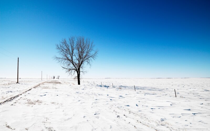 solitary tree in snowy field