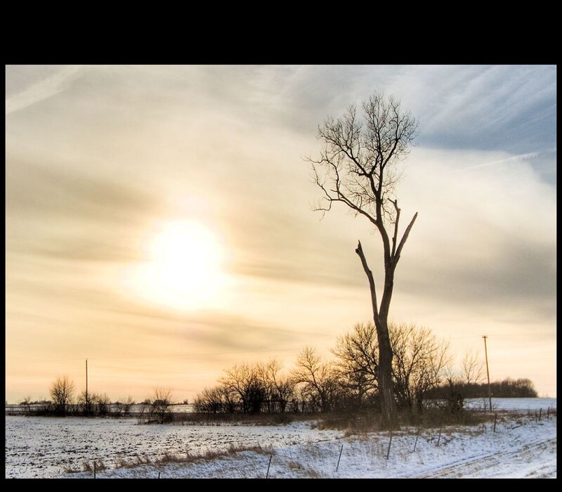 Solitary tree in snowy field